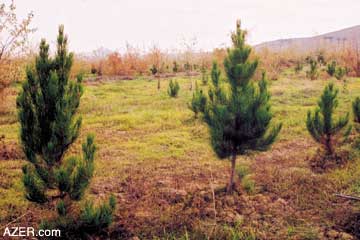About 30 different species of trees have been chosen for the Reforestation program carried out by the Ministry of Ecology and Natural Resources.