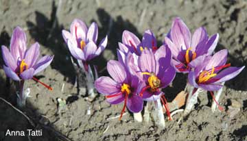 On Sardinia, an island off the coast of Italy, the Saffron Crocus bulbs are planted once a year in August and September. They are harvested in November. The blossoms are quite difficult to harvest. One must bend down and pick them, one by one, by hand, being careful not to damage the red stigmas of the blossoms. They are harvested each morning, rain or shine. Photo: Anna Tatti, Sardinia