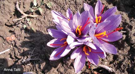 Saffron Crocus grows close to the ground. They don't like too much water. Photo: Anna Tatti 